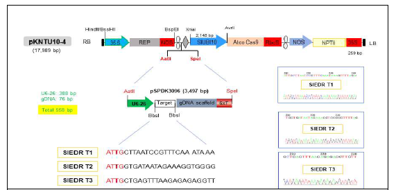 pKNTU10-4 벡터에 클로닝된 SlEDR1 유전자교정용 세 가지 sgRNA