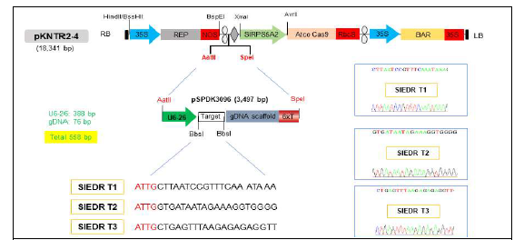 pKNTR2-4 벡터에 클로닝된 SlEDR1 유전자교정용 세 가지 sgRNA