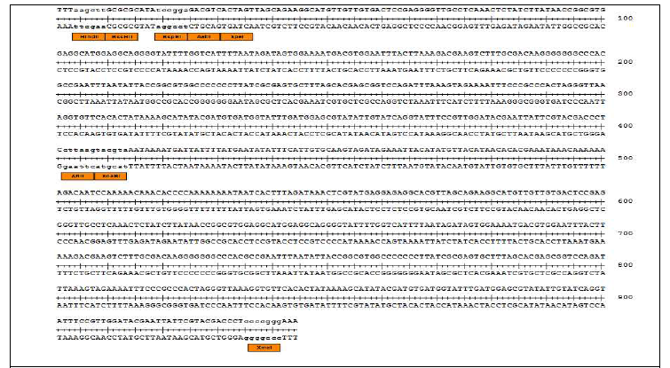 코스모진텍에서 합성된 Geminivirus의 LIR-SIR-LIR DNA의 염기서열 및 클로닝을 위한 제 한효소 위치