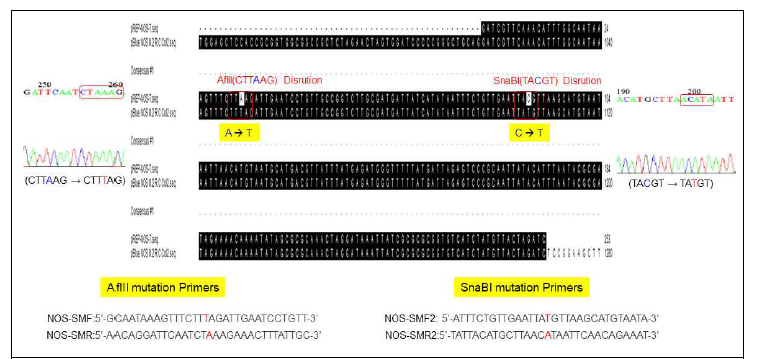 NOS termination sequence에 존재하는 AflII와 SnaBI restriction enzyme digestion sites을 없애기 위해 site-directed mutagenesis를 수행하였음. 치환된 염기서열을 DNA sequencing으로 확 인하였음