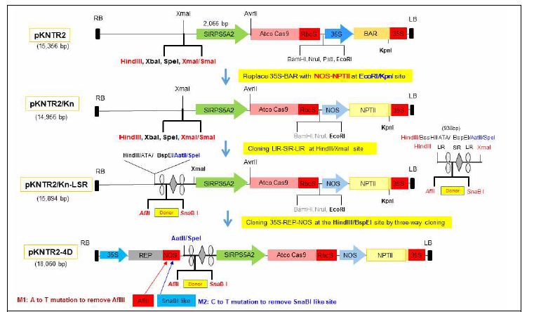 토마토의 HDR 경로 유전체 교정용 벡터 pKNTR2-4D의 제작 과정