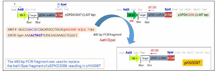 pKNTR2-4D 벡터에 guide DNA를 도입하기 위한 pKN3097 벡터의 제작