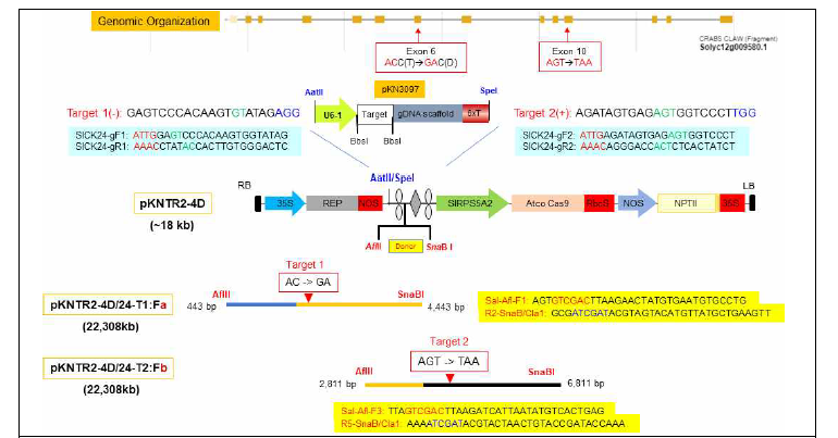 HDR을 이용한 내염성 토마토 제작을 위한 CRISPR-Cas9 construct의 제작 모식도