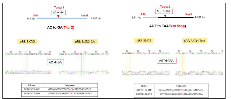 SlCIPK24의 superactive template donor를 만들기 위하 site-directed mutagenesis 염기치환 결과를 DNA sequencing으로 확인하였음