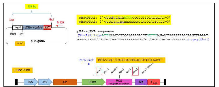 pTRV.PEBV 벡터에 sgRNA 및 gDNA scaffold 부위를 넣기위한 carrier 벡터 pBS-gRNA의 제작
