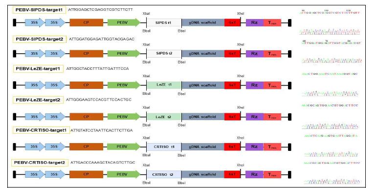 pTRV.PEBV 벡터에 클로닝된 SlEDR1 knockout용 세 가지 종류의 sgRNA 모식도