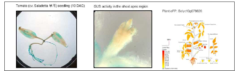 RPS5A1 프로모터::GUS fusion construct를 소유하는 토마토 형질전환체 T1 라인의 histological GUS 분석