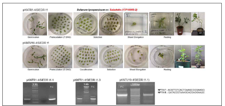 현재까지 확보된 SlEDR1 유전자 교정용 토마토(Saladette 부계) 형질전환체
