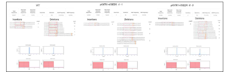 pKNTR1-4:SlEDR1/T1 벡터로 확보된 토마토(Saladette 부계) 형질전환체의 NGS 분석