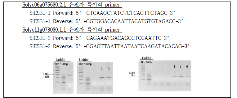 각 토마토 잎에서 추출한 genomic DNA를 template으로 하여 SlESB1-1, SlESB1-2 유전자 부위의 PCR 수행. 1: Moneymaker의 SlESB1-1, 2:17P10005-1의 SlESB1-1, 3: 17P10005-2의 SlESB1-1, 4: Moneymaker의 SlESB1-2, 5: 17P10005-1의 SlESB1-2, 6: 17P10005-2의 SlESB1-2. SlESB1-1 PCR product의 예상 길이: 1447 bp, SlESB1-2 PCR product의 예상 길이: 878 bp