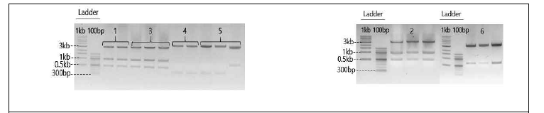 Cloning된 유전자들의 제한 효소 절단 결과 SlESB1-1 유전자의 PCR product를 pGEM-T easy vector에 클로닝 한 plasmid는 EcoRI 효소 로 절단하였고 (1, 2, 3), SlESB1-2 유전자를 동일한 벡터에 클로닝 한 plasmid는 SpeI 효소로 절단하여 (4, 5, 6) 올바른 유전자 site가 삽입되었음을 확인하였다. 예상 band들의 길이는 다 음과 같다. EcoRI의 restriction product: 약 3kb, 약 1kb, 약 0.5kb, SpeI의 restriction product: 약 3.3kb와 0.5kb 또는 약 3.5kb와 350bp