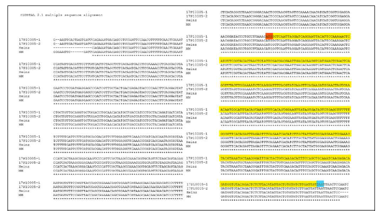 각 토마토의 SlESB1-2 유전자의 염기서열 분석 결과 그림 5-1과 같이 CLUSTALW 프로그램을 사용하여 SlESB1-2 유전자 sequence들의 alignment 를 수행하였다. Orange, start codon; yellow, exon; blue, stop codon