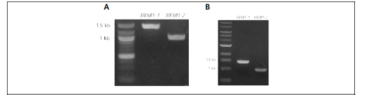 A: Micro-tom genomic DNA를 template으로 하여 SlESB1-1, SlESB1-2 specific