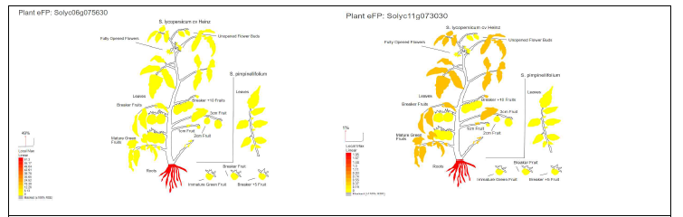 공용데이터베이스를 활용하여 토마토 식물체에서 SlESB1-1 (Solyc06g075630)과 SlESB1-2 (Solyc11g073030) 유전자들의 발현 분석