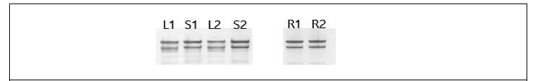 토마토 Saladatte 모계 (17P10005-1)와 부계 (17P10005-2)의 잎, 줄기, 뿌리 시료에서 Total RNA 분리. L1, 17P10005-1 Leaf; S1, 17P10005-1 Stem; L2, 17P10005-2 Leaf; S2, 17P10005-2 Stem; R1, 17P10005-1 Root; R2, 17P10005-2