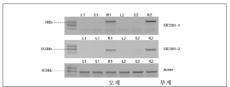 토마토 Saladatte 모계 (17P10005-1)와 부계 (17P10005-2)의 잎, 줄기, 뿌리 시료에서 SlESB1-1, SlESB1-2, 및 Actin 유전자의 mRNA 발현 분석. L1, 17P10005-1의 leaf; S1, 17P10005-1의 stem; R1; 17P10005-1의 root; L2, 17P10005-2의 leaf; S2, 17P10005-2의 stem; R2, 17P10005-2의 root
