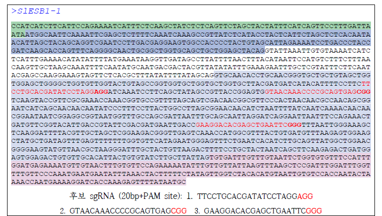 SlESB1-1 유전자에서 후보 sgRNA 선별