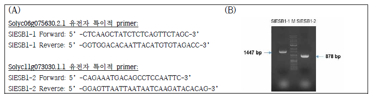 SlESB1-1 과 SlESB1-2 유전자 클로닝에 사용된 primer (A)와 PCR product (B)