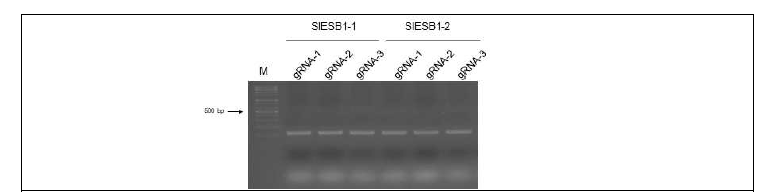 In vitro transcription에 사용하기 위한 T7 promoter와 gRNA sequence를 포함하는 DNA 주형