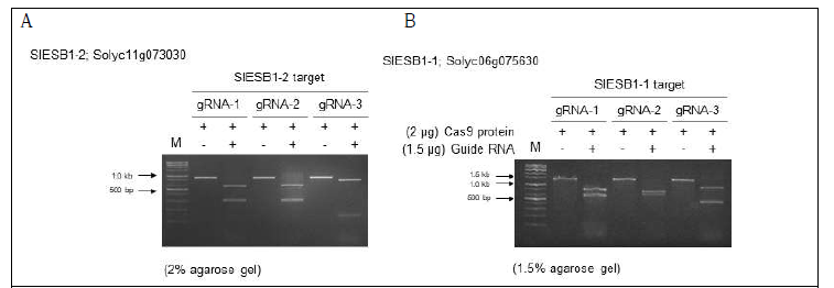 제작된 gRNA에 의해 SlESB1-1 (A)과 SlESB1-2 (B) DNA fragment의 In vitro cleavage assay