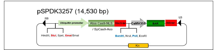 Cas9 유전자와 gRNA 2개가 발현될 수 있도록 제작된 pSPDK3257 벡터