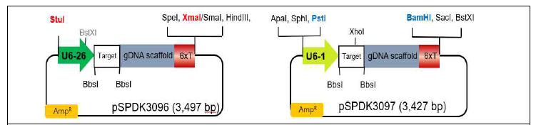 Guide RNA 도입에 사용될 pSPDK3096과 pSPDK3097 벡터. U6-26; A. thaliana U6-26 RNA polIII promoter, U6-1; SMALL NUCLEOLAR RNA1, U6-1 promoter
