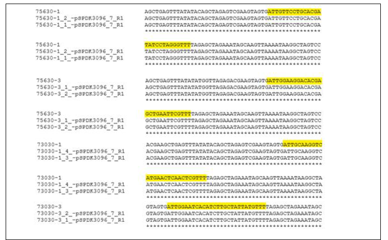 pSPDK3096, pSPDK3097 vector에 guide RNA를 각각 클로닝. DNA sequencing 분석을 수행하여 클로닝 된 guide RNA는 노란색으로 표시하였다