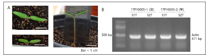 (A) Infiltration에 사용된 2~3 DAG seedling; (B) Infiltration을 수행한 자엽에서 추출한 genomic DNA를 template으로 하여 actin gene에 대한 PCR 수행. 예상 길이: 411 bp