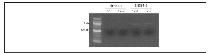 1st PCR product 전기영동 결과 17P10005-1 (모계)과 17P10005-2 (부계)의 SlESB1-1 PCR product 예상길이: 712 bp, 17P10005-1의 SlESB1-2 PCR product 예상길이: 976 bp, 17P10005-2의 SlESB1-2 PCR product 예상길이: 993 bp