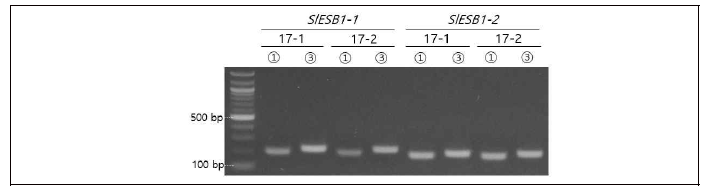 2nd PCR product 전기영동 결과 SlESB1-1) 75630-1 sequencing 위한 PCR product(①) 예상길이: 201, 75630-3 sequencing 위한 PCR product(③) 예상길이: 228; SlESB1-2) 73030-1 sequencing 위한 PCR product(①) 예상길이: 190, 73030-3 sequencing 위한 PCR product(③) 예상길이: 205
