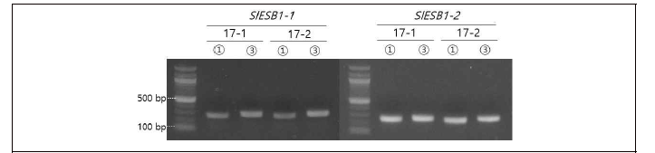 3rd PCR product 전기영동 결과 SlESB1-1) 75630-1 sequencing 위한 PCR product(①) 예상길이: 270, 75630-3 sequencing 위한 PCR product(③) 예상길이: 297; SlESB1-2) 73030-1 sequencing 위한 PCR product(①) 예상길이: 259, 73030-3 sequencing 위한 PCR product(③) 예상길이: 274