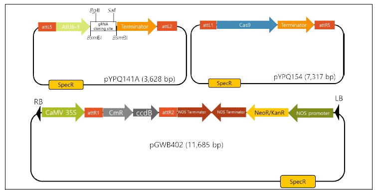 (왼쪽 상단부터) gRNA 도입에 사용된 pYPQ141A, Cas9 도입에 사용된 pYPQ154, gRNA와 Cas9의 destination vector인 pGWB402 binary vector; AtU6-1: A.thaliana small nucleolar RNA1, U6-1 promoter