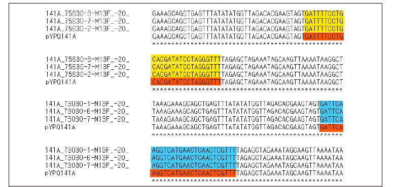pYPQ141A에 gRNA 클로닝 후 Bionics basic sequencing 서비스를 통해 sanger sequencing을 진행하였다. 75630-1이 삽입된 부위는 노란색, 73030-1이 삽입된 부위는 하늘색, 예상 시퀀스는 주황색으로 표시하였다