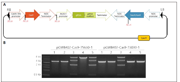 A: Restriction mapping 시 NcoI 제한효소의 인식부위; B: pGWB402에 gRNA와 Cas9 도입 후 restriction mapping 결과. 예상 DNA fragment 길이 – 약 750 bp, 2 kb, 4.5 kb, 8 kb