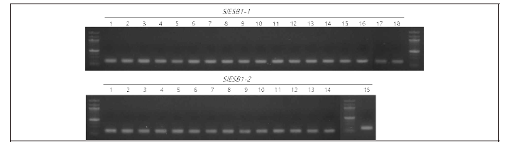 2nd PCR product PCR purification 후 전기영동을 통해 확인