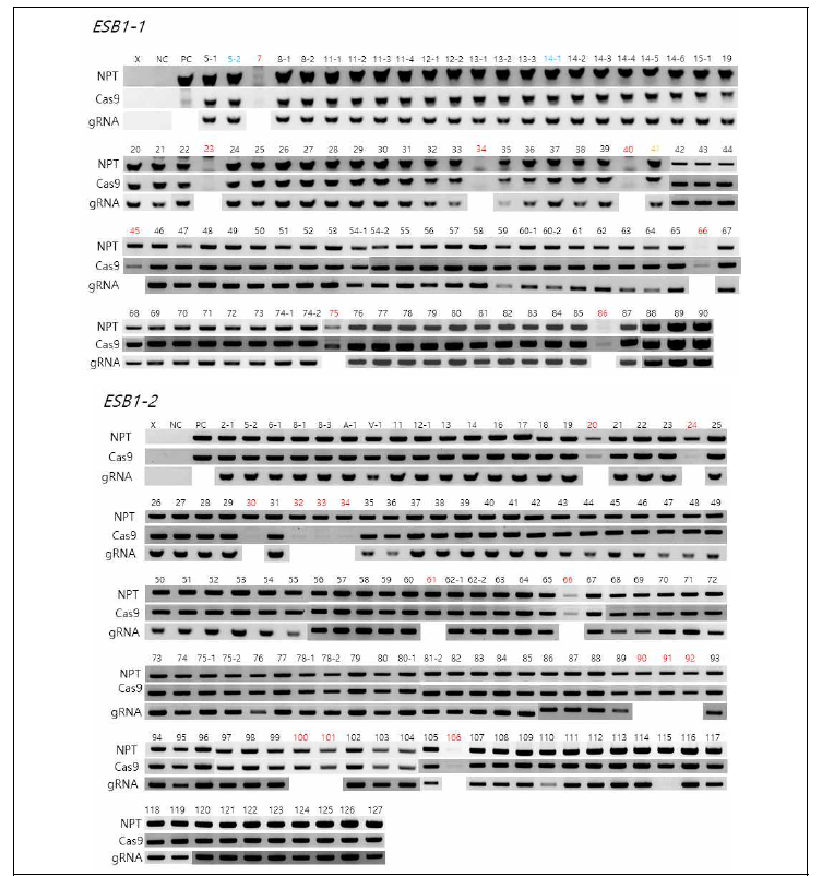 SlESB1-1과 SlESB1-2를 타겟으로 한 추가 형질전환체 각각에 대해 NPTII, Cas9, gRNA cassette에 특이적 PCR을 수행. PCR에서 negative한 결과를 보인 개체는 빨간색으로 표시하였다. 또한 파란색은 오염된 개체, 노란색은 고사된 개체를 의미한다. Product 예상길이 NPTII – 494 bp, Cas9 – 464 bp, gRNA – 577 bp; Negative control – Wild type Micro-tom; NPTII positive control – PC23001; Cas9 positive control – PDS 발현 토마토
