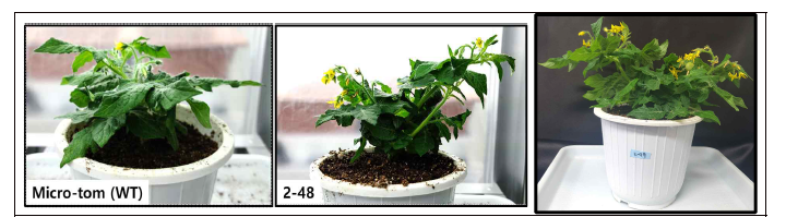 (왼쪽부터 차례로) Micro-tom wild type 식물체, 6.8%로 indel mutation이 일어난 2-48 형질전환체, 열매를 맺은 형질전환체