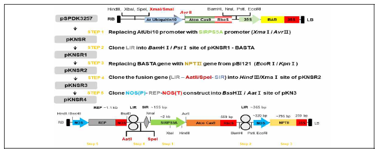 토마토 유전체 교정용 CRISPR-Cas9 벡터의 제작