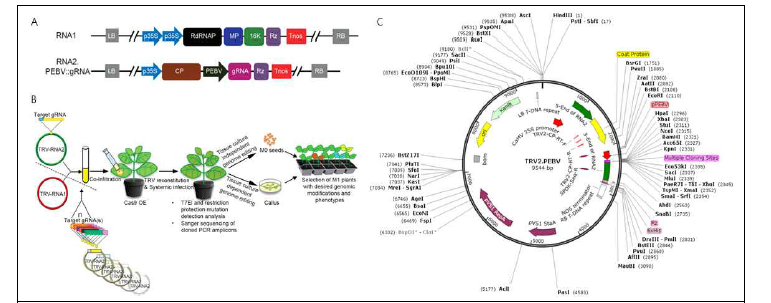 TRV 매개 담배의 유전체 교정. (A) TRV RNA1과 RNA2 유전체 구조. (B) TRV 매개 유전체 교정의 실험도 (C) pTRV2-PEBV 벡터의 구조