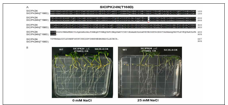 토마토 내염성 유전자 SlCIPK24. (A) Superactive SlCIPK24 돌연변이 형태 SlCIPK24N(T168D). (B) SlCIPK24N(T168D)를 과발현하는 토마토(cv. moneymaker) 형질전환체의 내염성 향상