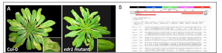 애기장대의 흰가루병 감수성 유전자 (A) EDR1 knock-out mutant 식물의 흰가루병 저항성 표현형. (B) 토마토 유전체에 존재하는 EDR1과 유사한 유전자