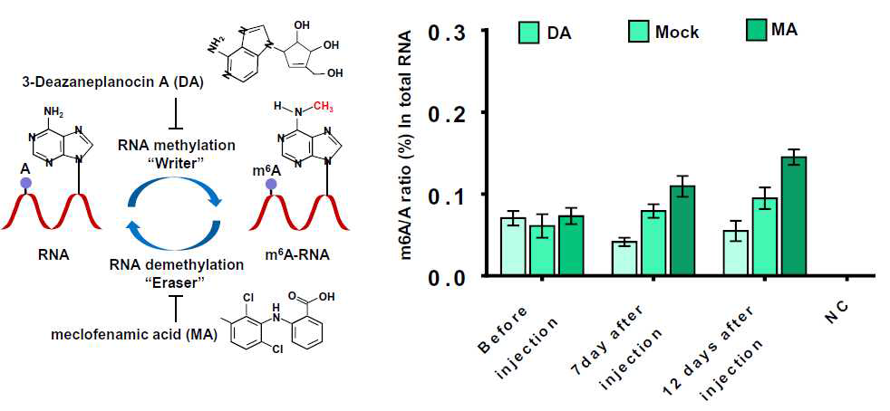 m6A RNA writer 및 eraser 억제제 처리에 따른 m6A 수준 변화