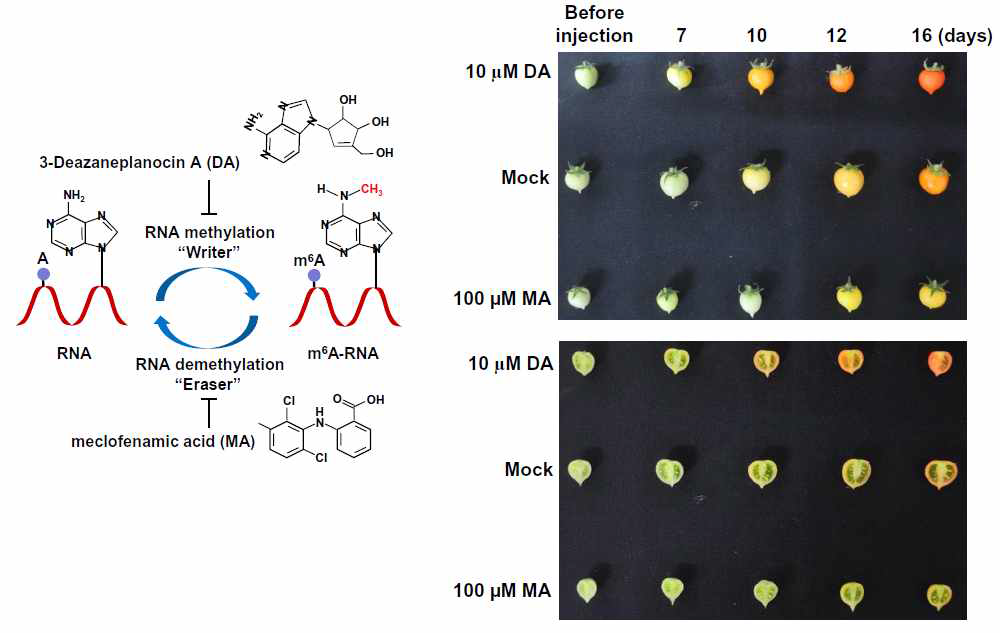 m6A RNA writer 및 eraser 억제제 처리에 따른 토마토 과실 등숙 조절