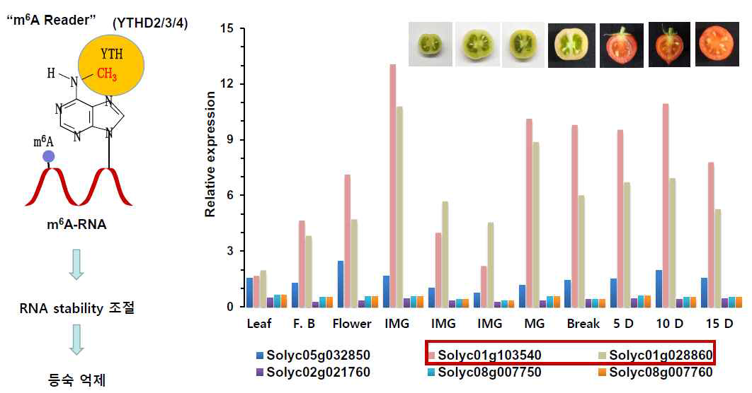 토마토 등숙에 따른 m6A reader 단백질 유전자의 발현 양상