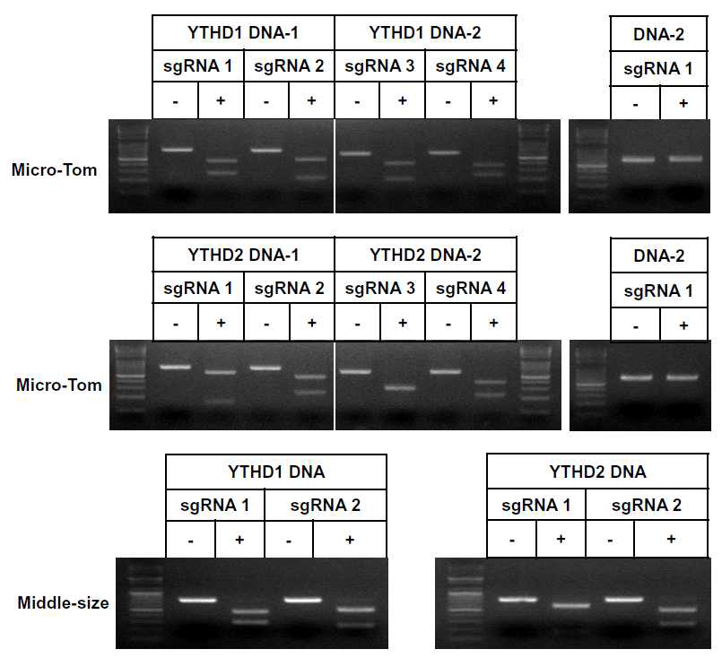 m6A reader YTH 유전자교정을 위한 sgRNA 활성 확인