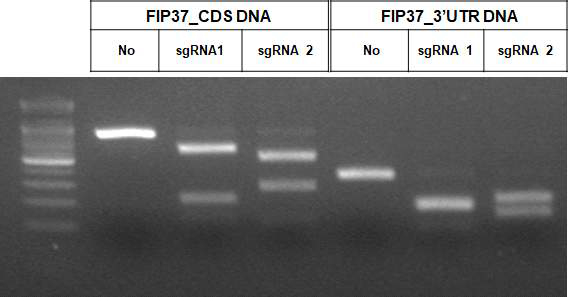 m6A writer FIP37 유전자교정을 위한 sgRNA 활성 확인