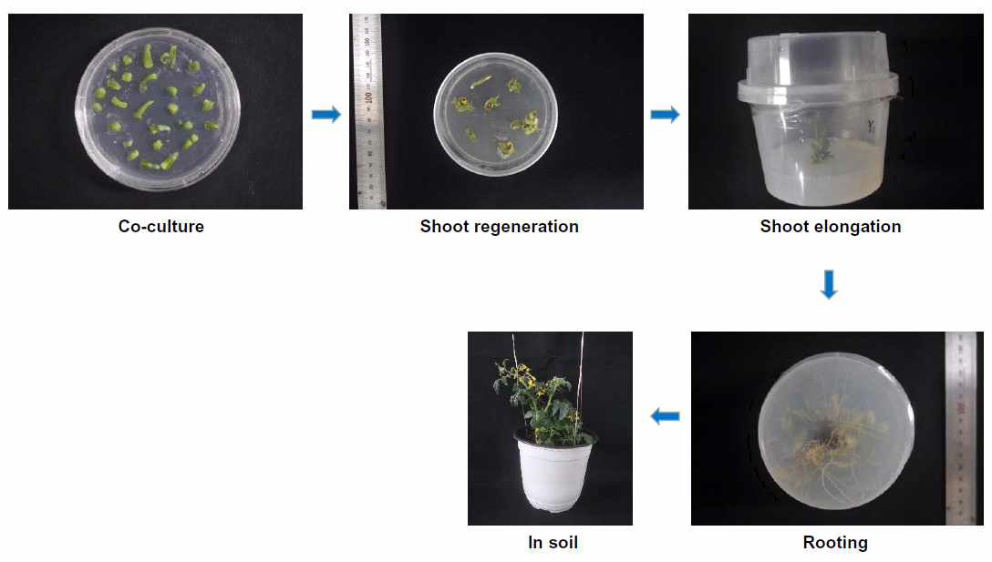 토마토 형질전환 과정 및 확보한 유식물 사진