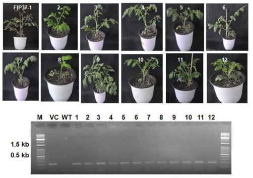 m6A writer FIP37 유전자교정을 위한 토마토 형질전환체에서 selection marker 삽입 확인