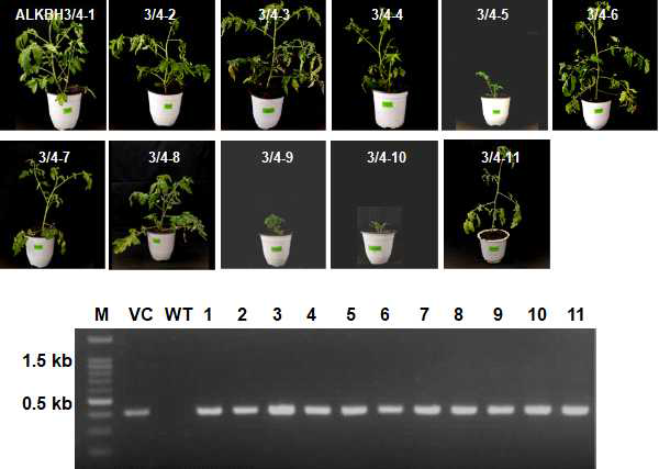 m6A eraser ALKBH3/4 유전자교정을 위한 토마토 형질전환체에서 selection marker 삽입 확인