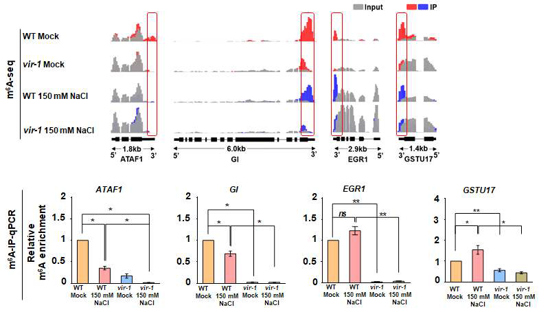 m6A writer vir-1 mutant에서 고염분 스트레스 조절자의 m6A 메틸화 양상 변화